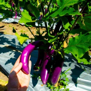 Eggplants Seeds, 200 Long Purple Eggplants Seeds For Planting Outdoor, Eggplants Vegetable Seeds