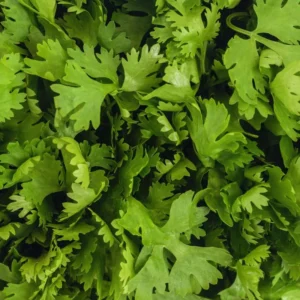 400 Seeds Cilantro Seeds For Planting Outdoors, Coriander Seeds, Cilantro Coriander Seeds