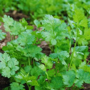 Cilantro Seeds For Planting Outdoors, Coriander Seeds, Cilantro Coriander Seeds, 200 Seeds