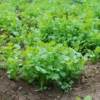 Cilantro Seeds For Planting Outdoors, Coriander Seeds, Cilantro Coriander Seeds, 200 Seeds