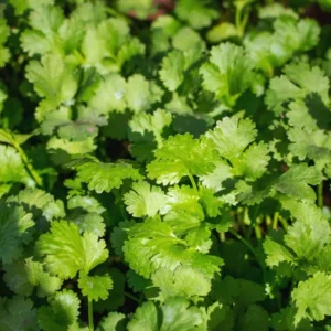 Cilantro Seeds For Planting Outdoors, Coriander Seeds, Cilantro Coriander Seeds, 200 Seeds