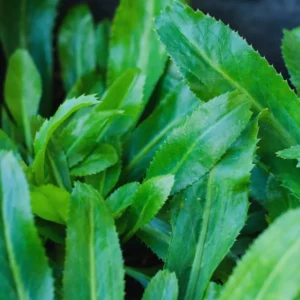 Culantro Seeds For Planting Outdoors, 200 Seeds, Culantro Herb Seeds, Culantro Plant Seeds