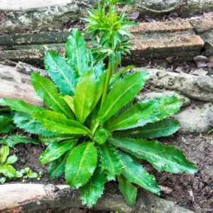 Culantro Seeds For Planting Outdoors, 200 Seeds, Culantro Herb Seeds, Culantro Plant Seeds