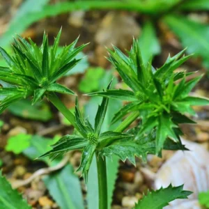 Culantro Seeds For Planting Outdoors, Culantro Plant Seeds, Culantro Herb Seeds, 400 Seeds