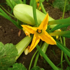 50 White Squash Seeds, White Zucchini Seeds, Squash Vegetable Seeds For Planting