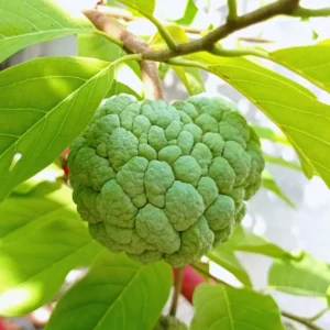 12 Sugar Apple Tree Seeds, Sweetsop Fruit Seeds, Sugar Apple Seeds For Planting Outdoor