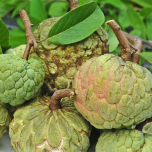 12 Sugar Apple Tree Seeds, Sweetsop Fruit Seeds, Sugar Apple Seeds For Planting Outdoor
