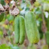 10 Luffa Gourd Seeds, Luffa Gourd Vegetable Seeds For Planting Outdoor Indoor, Gourd Seeds