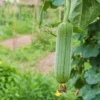 Luffa Gourd Seeds, 20 Luffa Gourd Vegetable Seeds For Planting Outdoor Indoor, Gourd Seeds
