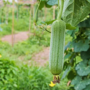 Luffa Gourd Seeds, 20 Luffa Gourd Vegetable Seeds For Planting Outdoor Indoor, Gourd Seeds