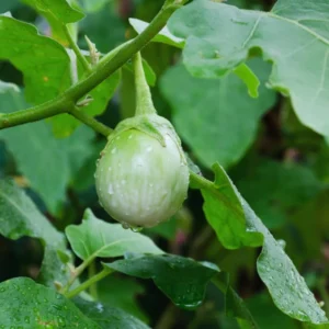 Eggplants Seeds, 200 Green White Eggplants Seeds For Planting Outdoor, Eggplants Vegetable Seeds