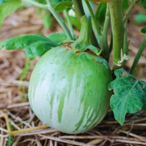 Eggplants Seeds, 200 Green White Eggplants Seeds For Planting Outdoor, Eggplants Vegetable Seeds