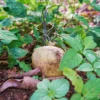 20 Jicama Seeds For Planting Outdoor, Jicama Vegetable Seeds, 20 Seeds