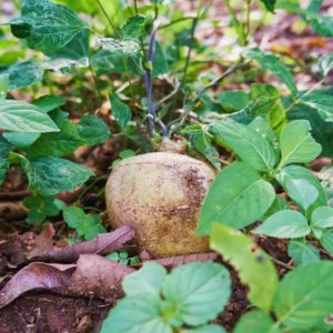 20 Jicama Seeds For Planting Outdoor, Jicama Vegetable Seeds, 20 Seeds