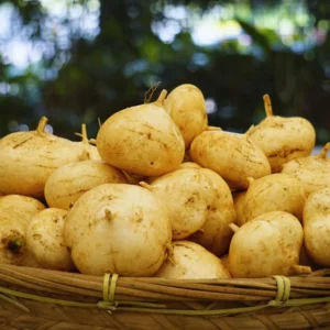 20 Jicama Seeds For Planting Outdoor, Jicama Vegetable Seeds, 20 Seeds