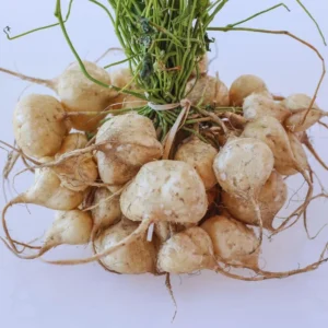 20 Jicama Seeds For Planting Outdoor, Jicama Vegetable Seeds, 20 Seeds