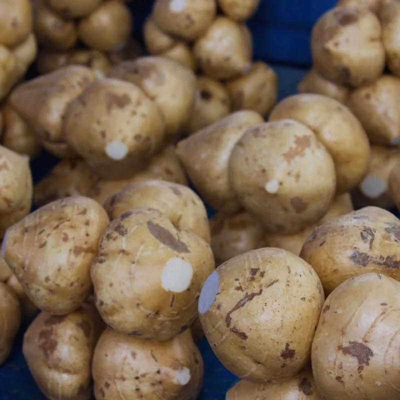 40 Jicama Seeds For Planting, Jicama Vegetable Seeds For Planting, 40 Seeds