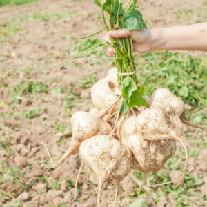 40 Jicama Seeds For Planting, Jicama Vegetable Seeds For Planting, 40 Seeds