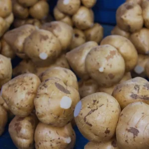 100 Seeds Of Jicama Seeds For Planting, Jicama Vegetable Seeds, 100 Seeds