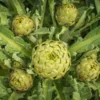 100 Artichoke Seeds For Planting, Artichoke Vegetable Seeds For Gardening
