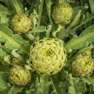 100 Artichoke Seeds For Planting, Artichoke Vegetable Seeds For Gardening