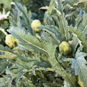 100 Artichoke Seeds For Planting, Artichoke Vegetable Seeds For Gardening