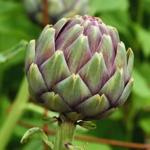 50 Artichoke Seeds For Planting Indoor Outdoor, Artichoke Vegetable Seeds