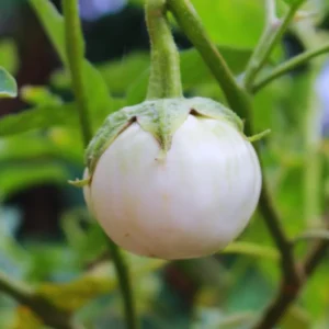 Eggplants Seeds, 100 White Eggplants Seeds For Planting Outdoor, Eggplants Vegetable Seeds
