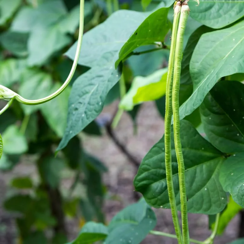 60 Long Bean Seeds, Vegetable Seeds, Long Bean Seeds For Planting Indoor Outdoor