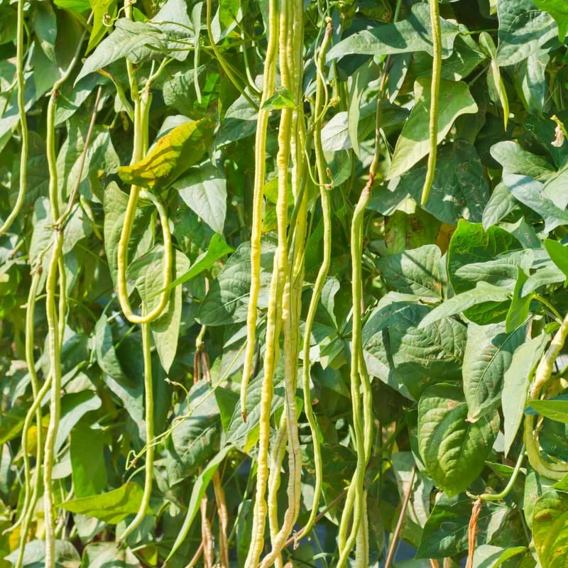 60 Long Bean Seeds, Vegetable Seeds, Long Bean Seeds For Planting Indoor Outdoor