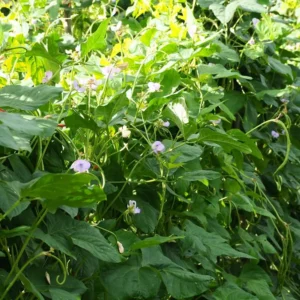 Long Bean Seeds, 30 Seeds, Long Bean Vegetable Seeds For Planting