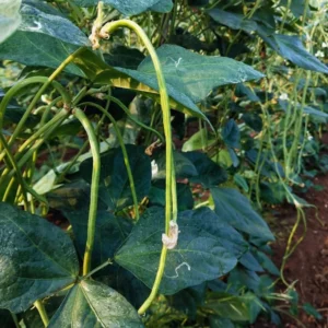 Long Bean Seeds, 90 Seeds, Long Bean Vegetable Seeds For Planting Gardening