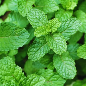 1500 Seeds Of Mint Peppermint Herb Seeds, Peppermint Seeds For Planting