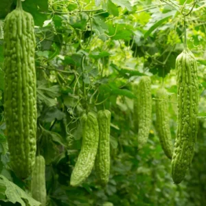 30 Green Long Bitter Gourd Seeds For Planting Outdoor Indoor, Gourd Seeds
