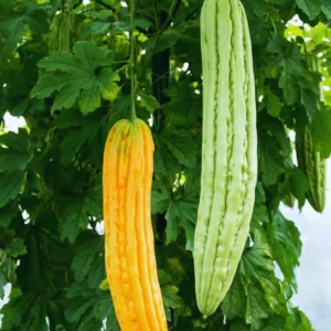 30 Green Long Bitter Gourd Seeds For Planting Outdoor Indoor, Gourd Seeds