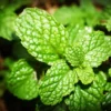 500 Mint Peppermint Herb Seeds, Peppermint Seeds For Planting