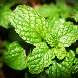 500 Mint Peppermint Herb Seeds, Peppermint Seeds For Planting
