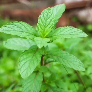 500 Mint Peppermint Herb Seeds, Peppermint Seeds For Planting