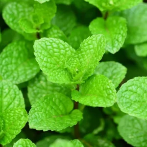 500 Mint Peppermint Herb Seeds, Peppermint Seeds For Planting