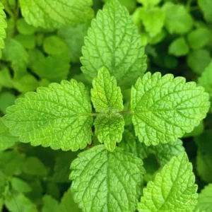 500 Mint Peppermint Herb Seeds, Peppermint Seeds For Planting