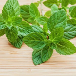 Mint Peppermint Herb Seeds, 1000 Seeds,Peppermint Seeds For Planting