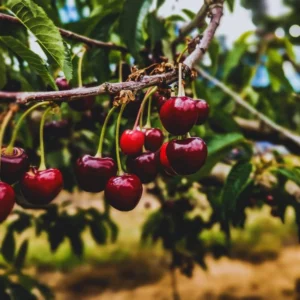 15 Black Cherry Seeds, Sweet Fruit Seeds For Planting Indoor Outdoor