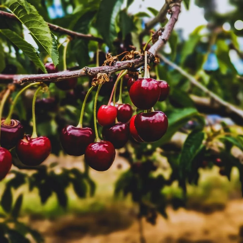 Black Cherry Seeds, 15 Seeds, Sweet Fruit Seeds For Planting Gardening