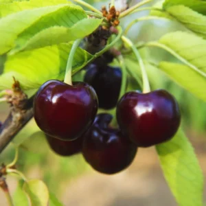 Black Cherry Seeds, 15 Sweet Fruit Seeds For Planting Growing, Black Cherry Seeds For Planting