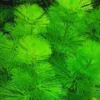 7 Stems Cabomba Aquarium Plants Live, Green Cabomba Live Aquarium Plant, Green Cabomba Plants, 4 to 7 Inches Tall, No Ship to MI, CA, CT, ID, DC