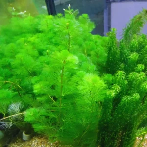 7 Stems Cabomba Aquarium Plants Live, Green Cabomba Live Aquarium Plant, Green Cabomba Plants, 4 to 7 Inches Tall, No Ship to MI, CA, CT, ID, DC