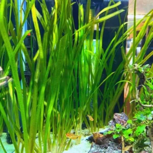 3 Green Jungle Val Plants, Aquarium Plants Live, Live Aquarium Plants, 4 to 6 Inches Tall, Aquatic Plants Live