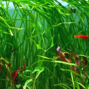 3 Green Jungle Val Plants, Aquarium Plants Live, Live Aquarium Plants, 4 to 6 Inches Tall, Aquatic Plants Live