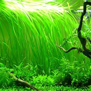 3 Green Jungle Val Plants, Aquarium Plants Live, Live Aquarium Plants, 4 to 6 Inches Tall, Aquatic Plants Live
