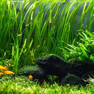 3 Green Jungle Val Plants, Aquarium Plants Live, Live Aquarium Plants, 4 to 6 Inches Tall, Aquatic Plants Live